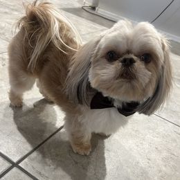 Jack - Shih Tzu