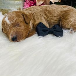 Texas.  AKC. Clear - Red  male Poodle puppy in Nixa, Missouri from Family Poodles
