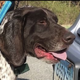 Bella - German Shorthaired Pointer
