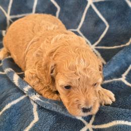 Charlotte - Champagne female Maltipoo puppy in Granada Hills, California from Sheryls Puppies