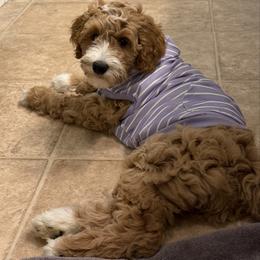Miss Purple - Apricot female Goldendoodle puppy in Monticello, Indiana from Faithfully Yours Doodles
