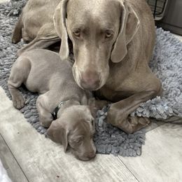 Vizsla and Weimaraner Puppies from Midwest Dream