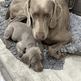 Vizsla and Weimaraner Puppies from Midwest Dream