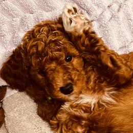 Goldendoodle Puppies from Labradoodleday