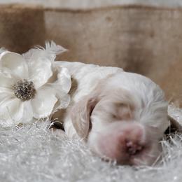 Sophie - Buff and white female Cocker Spaniel puppy in Byram, Mississippi from Chloe's Cocker Spaniels