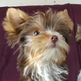 Yorkshire Terriers from Mama & I Yorkshire's