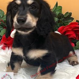 Hunky Valentines boy - Black and cream male Dachshund puppy in Prescott, Arizona from Dachshund Family Love Breeders