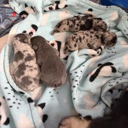 French Bulldog Puppies from Fishie's Frenchies