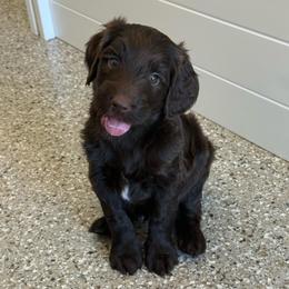 Orion - Chocolate male Goldendoodle puppy in Soddy Daisy, Tennessee from The W Doods