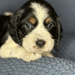 HAIL - Black white and tan female English Springer Spaniel puppy in Billings, Montana from M&M Fuzzy Bottom Friends