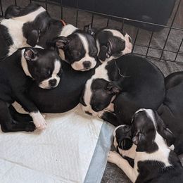 Boston Terrier Puppies from Boston's Boston Terriers AKC