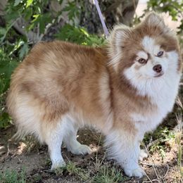 Ariel - Pomsky