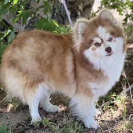 Ariel - Pomsky
