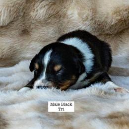 Australian Shepherd Puppies from Acheron Aussies