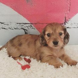 Aspen - Dachshund