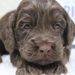 Steel  with a teal collar - Chocolate male Australian Labradoodle puppy in Provo, Utah from EllsWORTH Labradoodles LLC