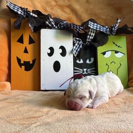 Pink Collar Female - Yellow female Labrador Retriever puppy in Kissimmee, Florida from SunState Labs