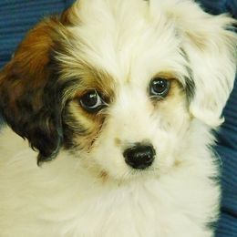 Aussiedoodles from Rocky Mtn American Aussiedoodles