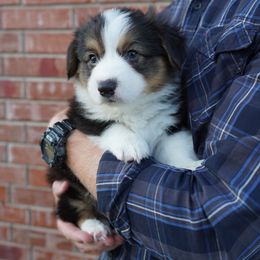 Junior Asparagus - Fluffy - White and black Pembroke Welsh Corgi puppy in Kempner, Texas from Shining A Ranch
