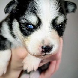 Boy 1 - male Pomsky puppy in Menahga, Minnesota from Mini Pomsky Puppies