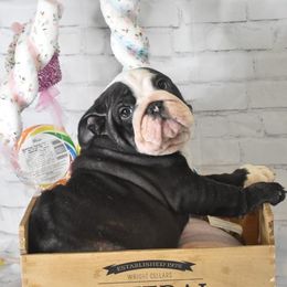 Bulldog Puppies from Dampier Bulldogs Mo