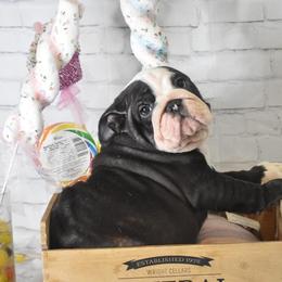 Bulldog Puppies from Dampier Bulldogs Mo