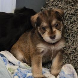 Luna Jean - Liver female Miniature Schnauzer puppy in Fredericksburg, Virginia from Liver Legends