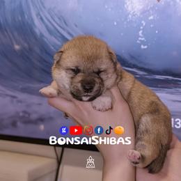 SOTA - Red male Shiba Inu puppy in Minnesota from BonsaiShibas