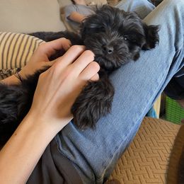 Cavapoo and Havapoo Puppies from Perfectly Playful Doodles