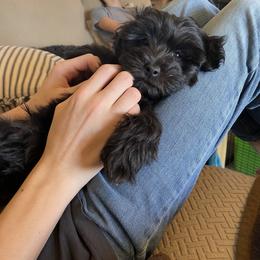Cavapoo and Havapoo Puppies from Perfectly Playful Doodles