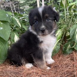 Drew - Black tri-color male Australian Shepherd puppy in Winslow, Maine from Cowboy Aussies