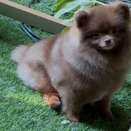 Pomeranians from Pommiepalace
