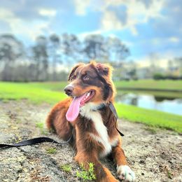 Evie - Australian Shepherd