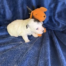 Girl 2 - Black and white female Coton de Tulear puppy in North Augusta, South Carolina from Furever Cotons
