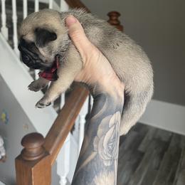 Bulldog and Pug Puppies from Love that bulldog lewter family