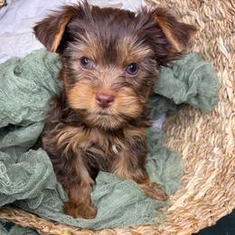 Buttercup - Chocolate, tan and white male Yorkshire Terrier puppy in Illinois from Pretty Little Yorkies
