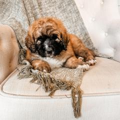 Boy 1 - male Saint Berdoodle puppy in Beaver, Utah from Rocky Ridge Ranch