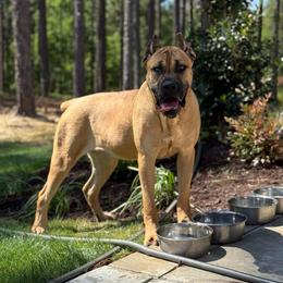 Ember - Cane Corso