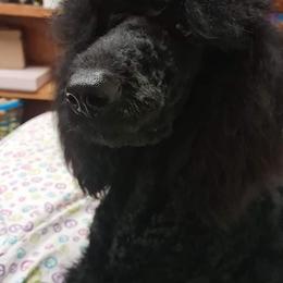 Poodles from Sowlhowl Kennels