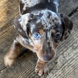 Dachshund Puppies from Rutherford Ranch Dachshunds