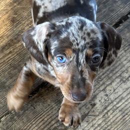 Dachshund Puppies from Rutherford Ranch Dachshunds
