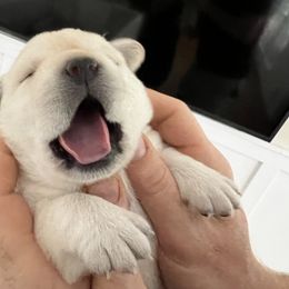 Labrador Retriever Puppies from Edgewood Farm Kennel