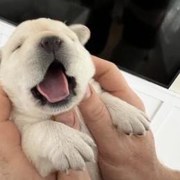Labrador Retriever Puppies from Edgewood Farm Kennel