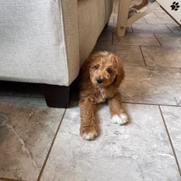 Latte - Apricot male Goldendoodle puppy in Sugarcreek, Ohio from True Hearted Doodles