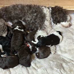 Labrador Retriever and Portuguese Water Dog Puppies from Hilltop Portuguese Water Dogs