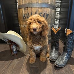 Marty (Robbins) - Red  male Goldendoodle puppy in Eagleville, Tennessee from Nash Doodles