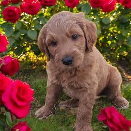 Atlas - White Boy 2 - Goldendoodle puppy from Marvelous Mannered K9s of Texas