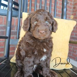 David - male Newfypoo puppy in Hardin, Kentucky from Bluegrass Newfypoos