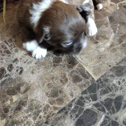 Iris - Red sable female Havanese puppy in Cleveland, Texas from 7th Heaven Havanese of Texas