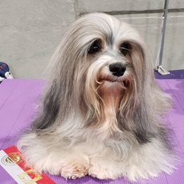 Havanese All Grown Up from TaLyn